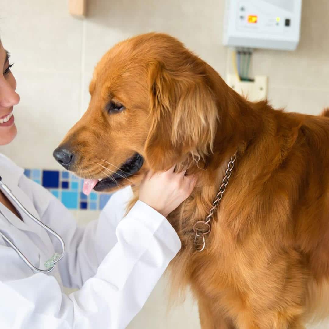 a person holding a dog