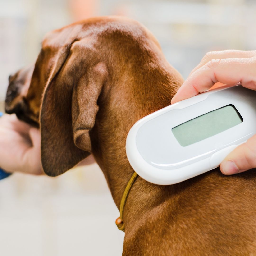 Pet Microchipping