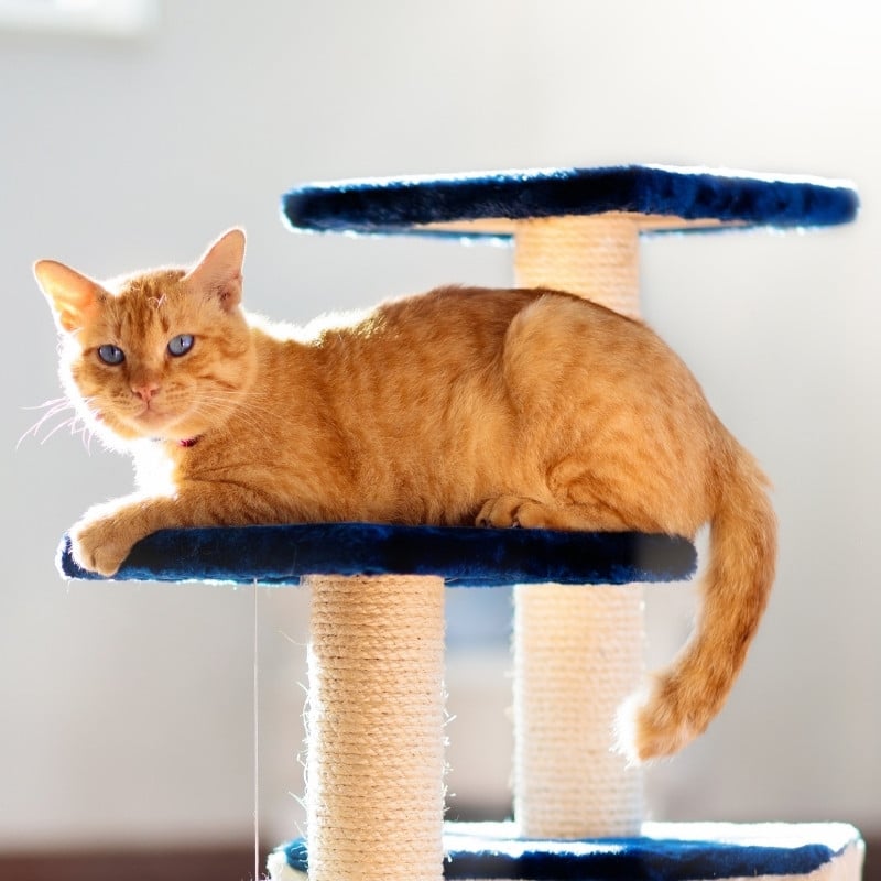 an orange cat comfortably resting on a cat tree