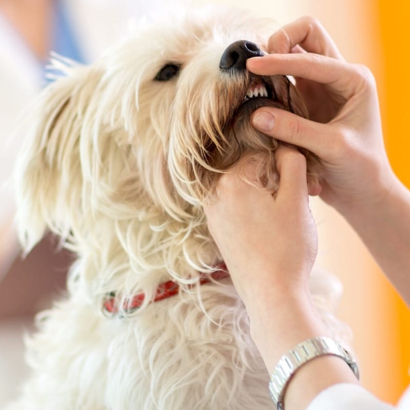 a veterinarian examines a dog's teeth