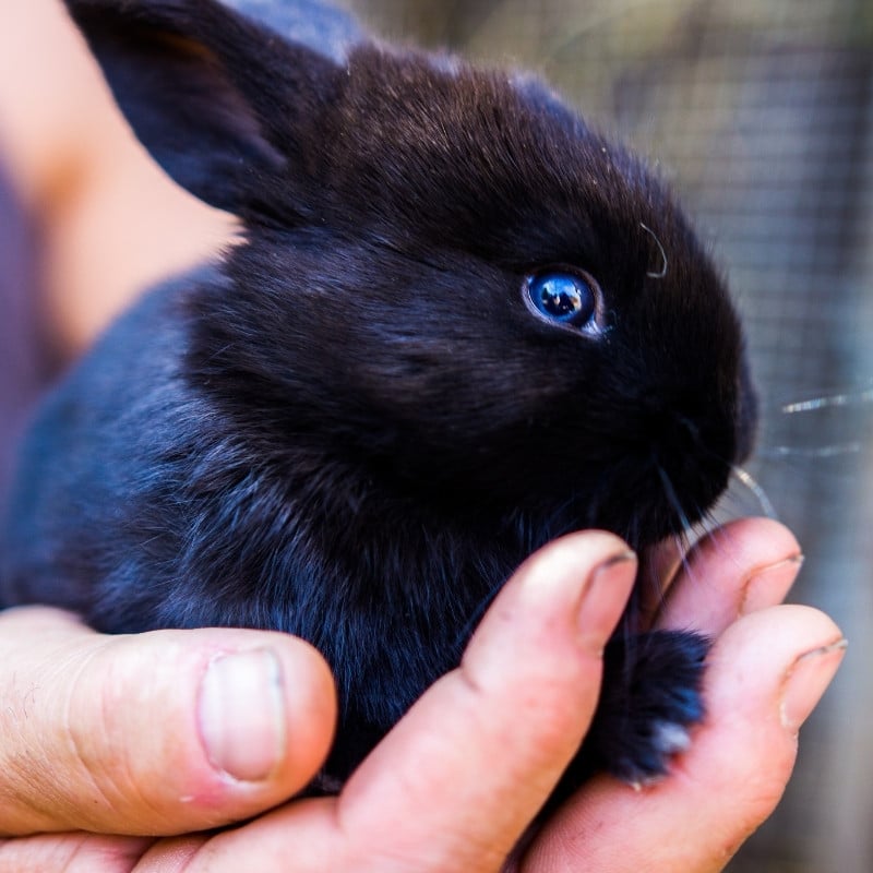 a black rabbit rests comfortably in a person's hands