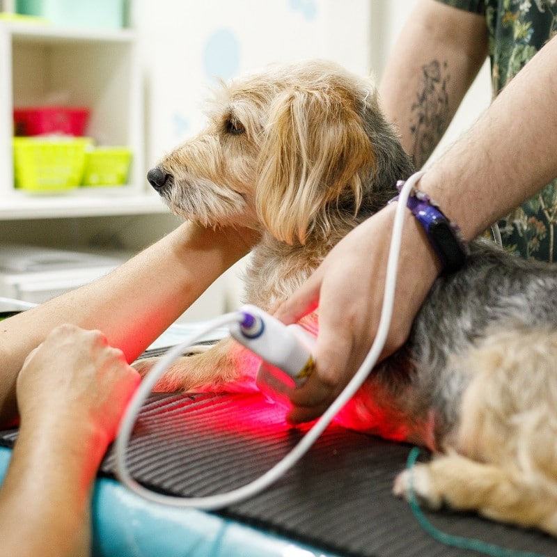 a dog getting a laser therapy