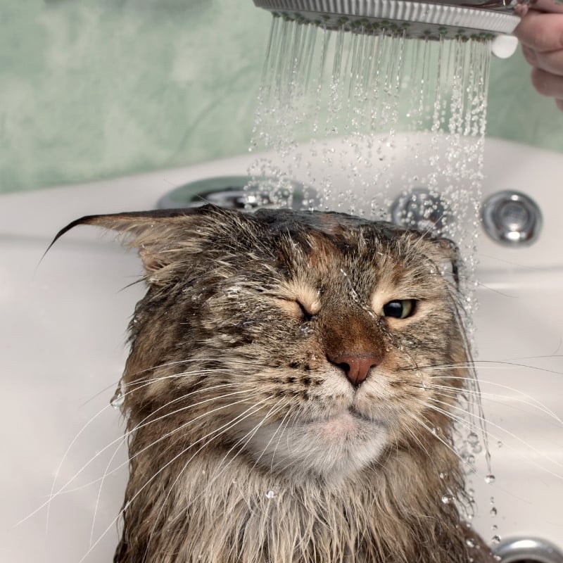 cat receiving a bath in a sink