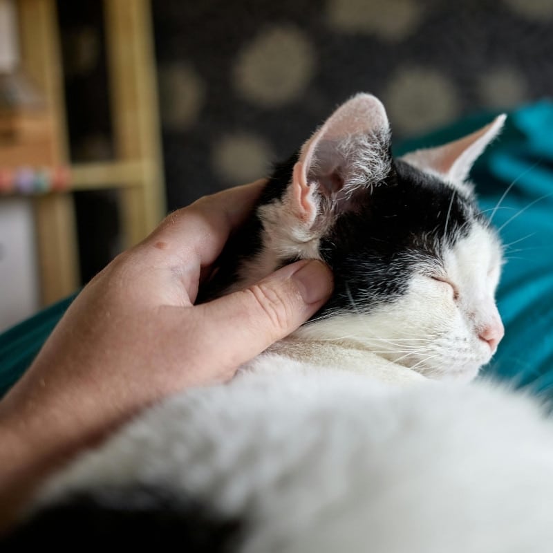 a person gently petting a cat