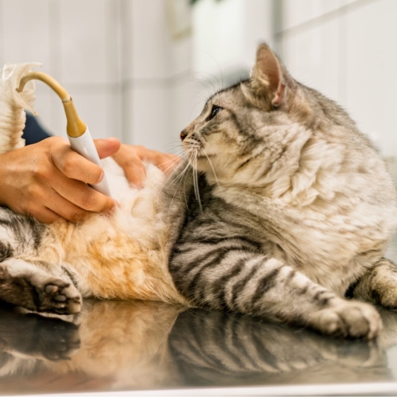 cat getting an ultrasound