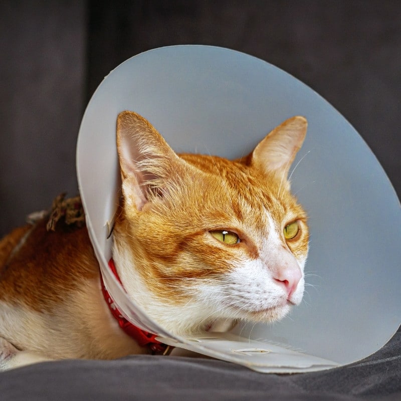 cat wearing a surgery cone