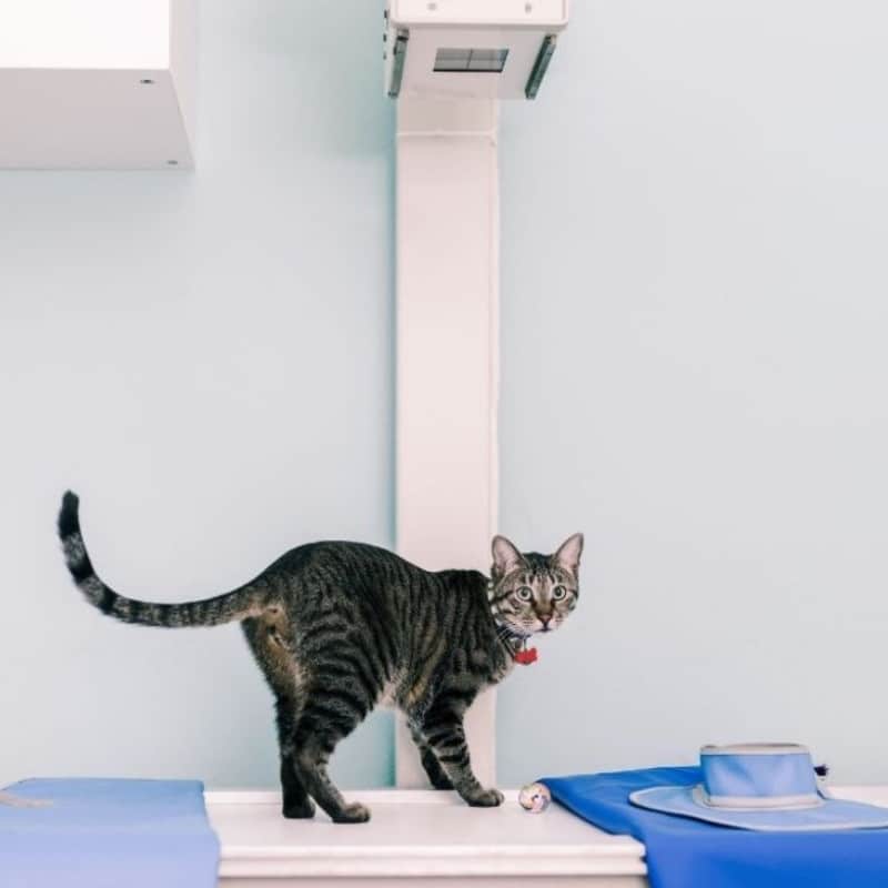 cat getting x-ray
